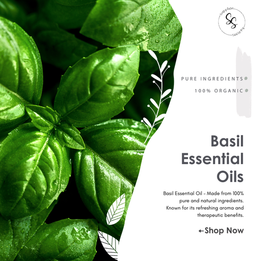 Basil Essential Oils