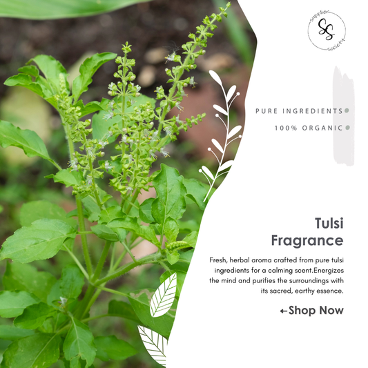 Tulsi