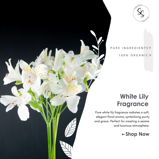 White Lily